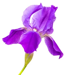 Zelfklevend Fotobehang purple iris flower. isolated on white background © Юлия Буракова