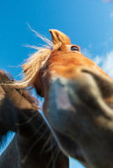 Lustige Nahaufnahme eines Ponys mit Blick auf die Kamera (Fokus auf das Auge)