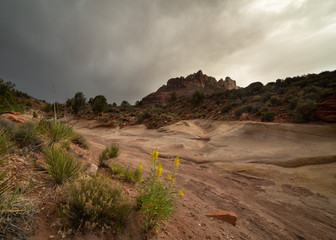 Golden princes plume flowers grow along a dry wash that leads toward Mt. Kinesava in the distance while storm clouds hold the possibility of rain in the sky.