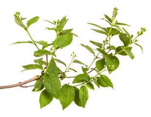 branch of jasmine garden. isolated on white background
