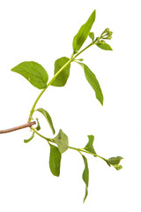 branch of jasmine garden. isolated on white background