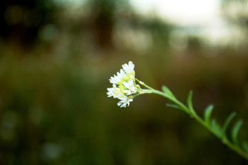 Delicate, beautiful white, field flower.  Close-up.