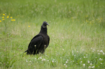 Vulture in the Grass
