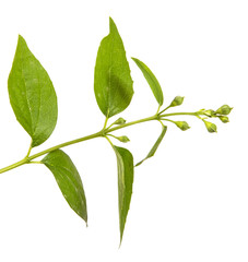 branch of jasmine garden. isolated on white background