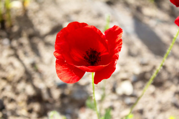 red poppy flower, closeup