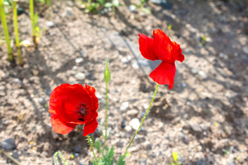 Obraz premium red poppy flower, closeup