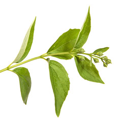 branch of jasmine garden. isolated on white background