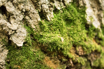 Tree bark and moss closeup