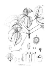 Illustration of plant