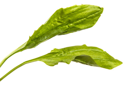 Green Plantain Leaf Isolated On White Background