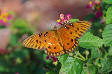 Fototapeta na wymiar Queen Butterfly