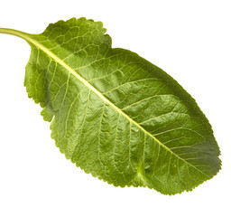 Obraz premium green leaf plant horse-radish. Isolated on white background