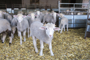 Little ram of merina sheep pure breed at barn, Extremadura, Spain