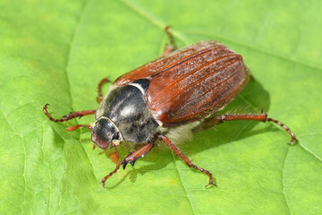 Maikaefer, Melolontha