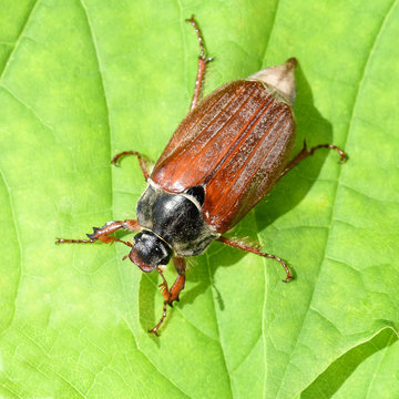 Maikaefer, Melolontha