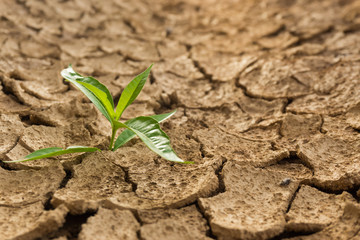 concept about drought or climate change