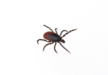 Zecke, Holzbock, Ixodes, ricinus