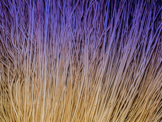 Background of dried grass stems, painted purple color. Texture of dry straw rods