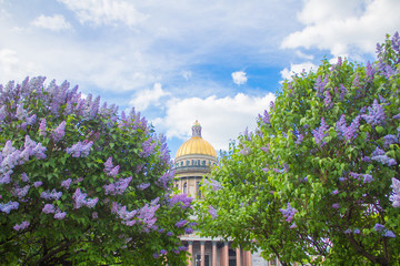 Saint Isaac's Cathedral (Isaakievskiy Sobor) in the flowers of lilac and Apple trees
