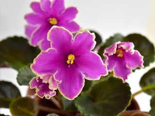 Obraz premium African violet plant variety Icy Sunset