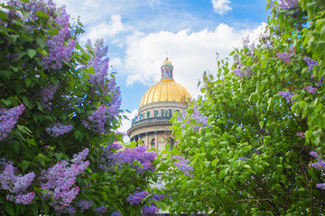 Saint Isaac's Cathedral (Isaakievskiy Sobor) in the flowers of lilac and Apple trees