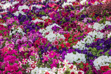 Obraz na płótnie Canvas Beautiful colorful spring flowers through the streets of the city