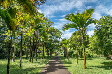 Naklejka na ściany i meble Sir Seewoosagur Ramgoolam Botanical Garden, Mauritius