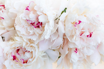 Fresh peony flowers © neirfy