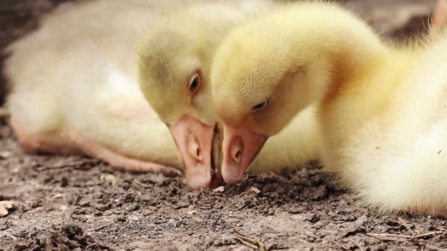 Fluffy Goslings in a Backyard. Adorable Baby Animals
