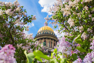 Saint Isaac's Cathedral (Isaakievskiy Sobor) in the flowers of lilac and Apple trees