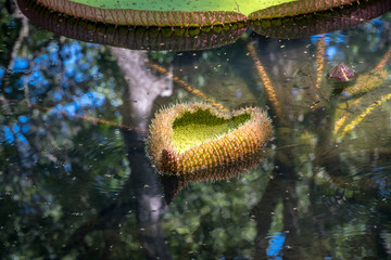 Sir Seewoosagur Ramgoolam Botanical Garden, Mauritius