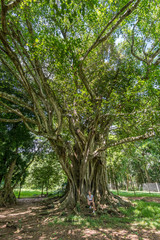 Sir Seewoosagur Ramgoolam Botanical Garden, Mauritius