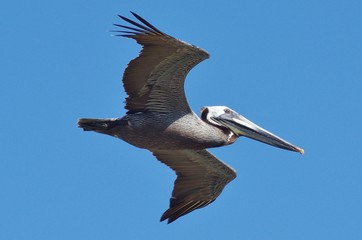 Brown Pelican