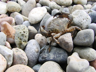 krab na beregu, crab on the beach