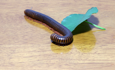 Millipede and one green leaf on the wooden floor. Millipedes are those long black bugs with what seems like a million tiny legs.