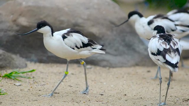 Group of avocet birds closely