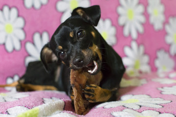 a small black dog gnawing a bone
