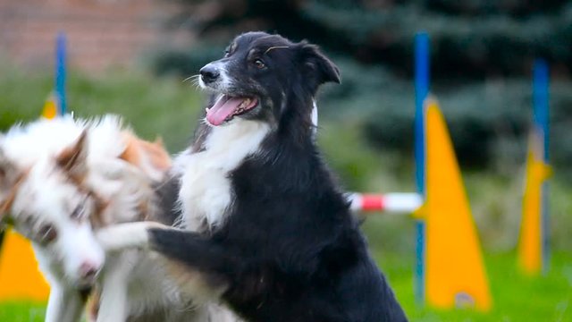 Cute border collie dogs hugs and play