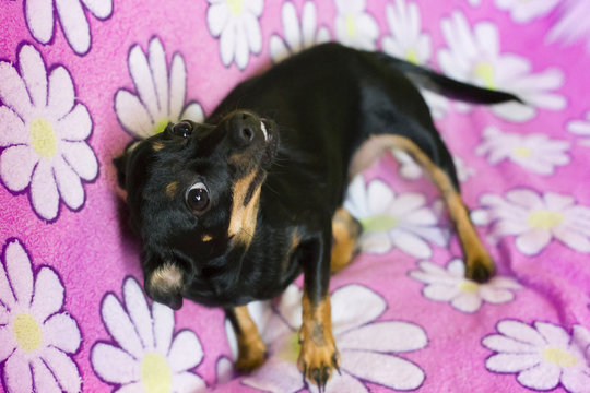 little black dog playing and fooling