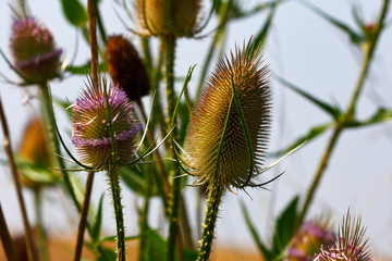 Obraz premium Wild teasel (dipsacus fullonum) on the late summer field