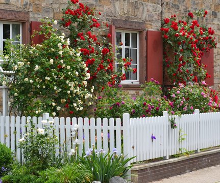 Weißer Lattenzaun um einen Vorgarten mit Rosen und Iris als Grundstücksabgrenzung