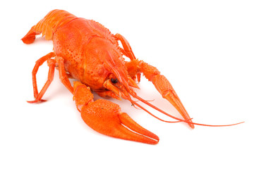 crawfish isolated on white background. Beer brewery concept. Beer background
