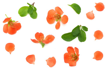 quince blossom on blue wooden background. red flowers. top view