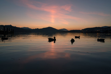 the ducks and the sunset