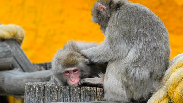 Pair of japanese macaques close view
