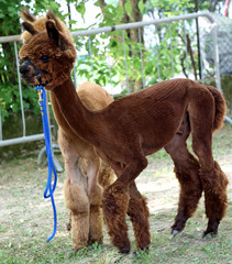 brown alpaca depilted to use its wool for the production of clot