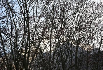 Obraz premium many branches of trees and the mountain in background