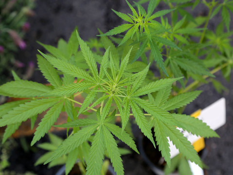 illegal pot cultivation of cannabis sativa plant to produce Cann