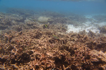 Underwater view of dead coral reefs and beautiful fishes. Snorkeling. Maldives, Indian ocean. 