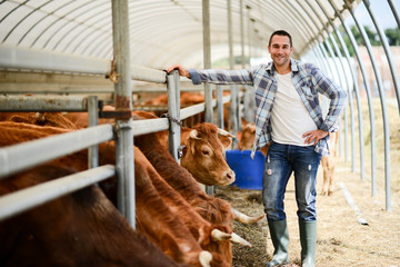 portrait of handsome farmer in a livestock small breeding husbandry farming production taking care of charolais cow and cattle